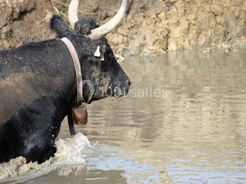 Location salle Aigues-Mortes (Gard) - Mas De La Comtesse #8