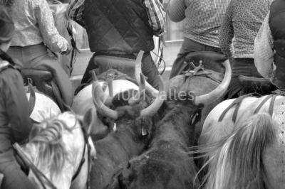 Location salle Aigues-Mortes (Gard) - Mas De La Comtesse #10