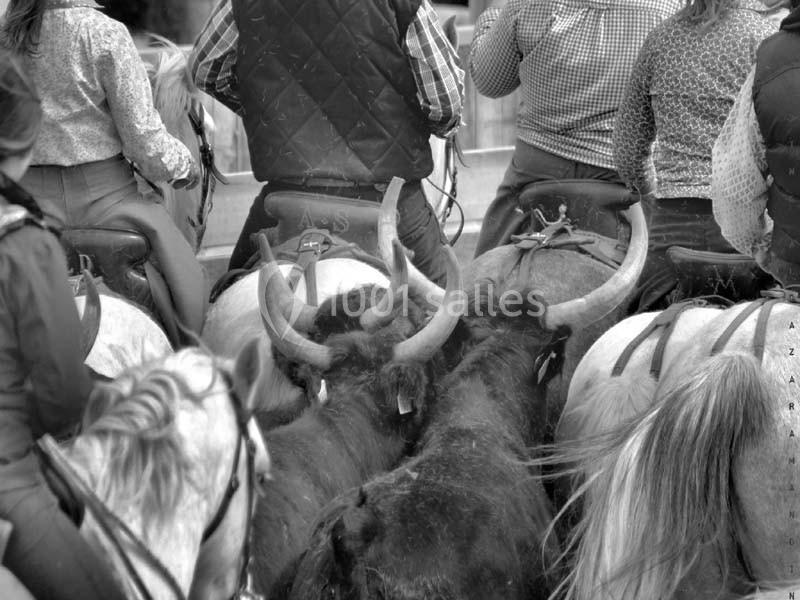 Location salle Aigues-Mortes (Gard) - Mas De La Comtesse #5