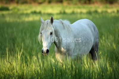 Location salle Aigues-Mortes (Gard) - Mas De La Comtesse #10