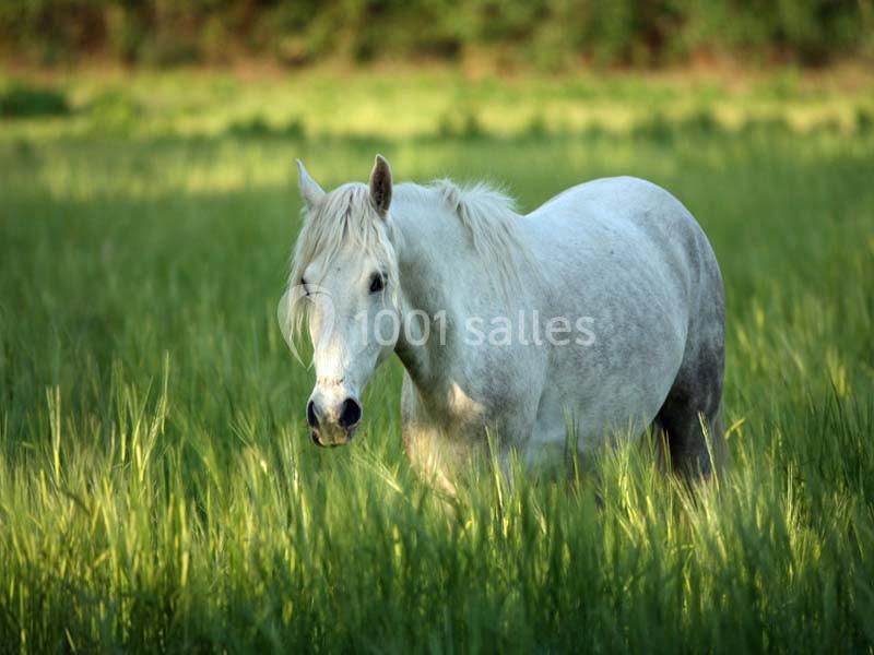 Location salle Aigues-Mortes (Gard) - Mas De La Comtesse #7