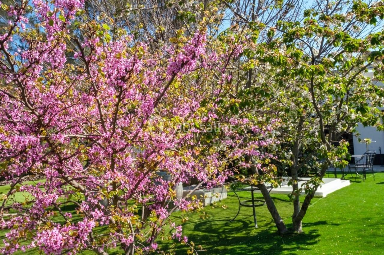 Arbres en fleurs roses et blanches sur une pelouse verte sous un ciel bleu clair.