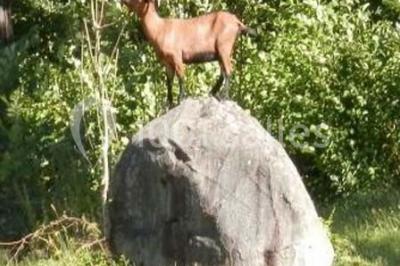 Location salle Ban-sur-Meurthe-Clefcy (Vosges) - Le Haut Grain #4