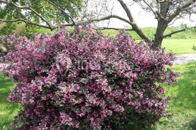 Table élégamment dressée avec nappes blanches, bougies, fleurs, verres et petits pains alignés.