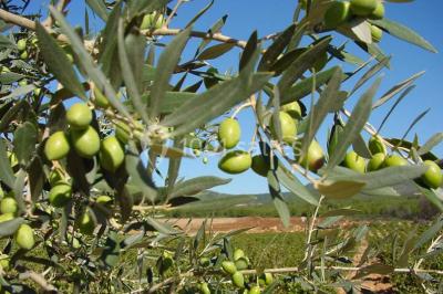Location salle La Cadière-d'Azur (Var) - Château Vannières #34