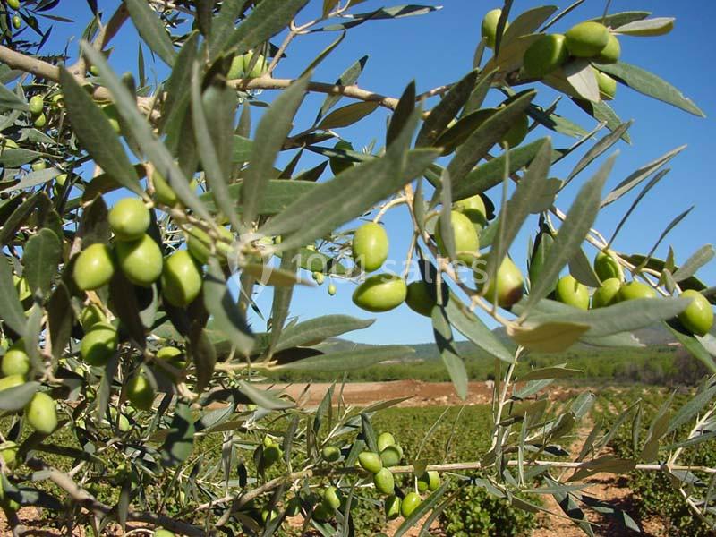 Location salle La Cadière-d'Azur (Var) - Château Vannières #13