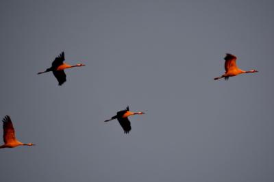 Les grues cendrées d'octobre à février