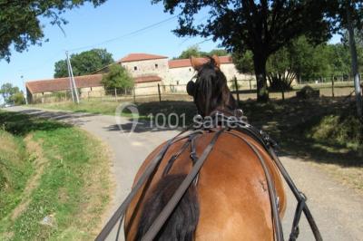Chemin en gravier menant à des chalets en bois entourés de pelouse et d'arbres sous un ciel dégagé.