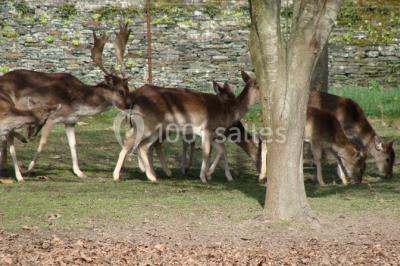 Location salle Candé (Maine-et-Loire) - La Maison De Nicolas #12