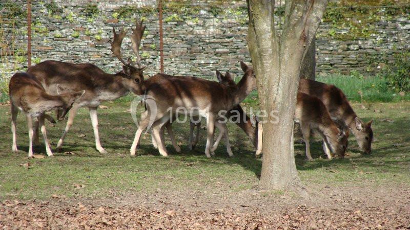 Location salle Candé (Maine-et-Loire) - La Maison De Nicolas #2