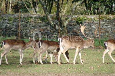 Location salle Candé (Maine-et-Loire) - La Maison De Nicolas #8