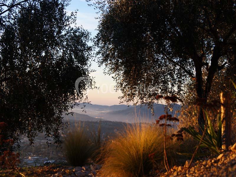 Vue d'un paysage vallonné au coucher du soleil, encadré par des oliviers et des herbes sauvages au premier plan.
