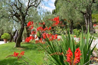 Massif de fleurs rouges et violettes entouré d'arbres et de verdure dans un jardin ensoleillé.