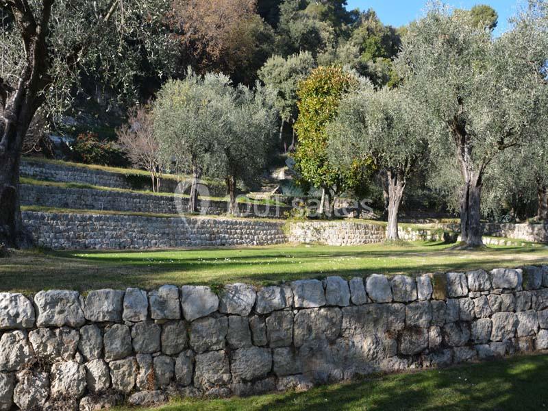 Terrasses en pierre bordées d'oliviers dans un paysage naturel ensoleillé.
