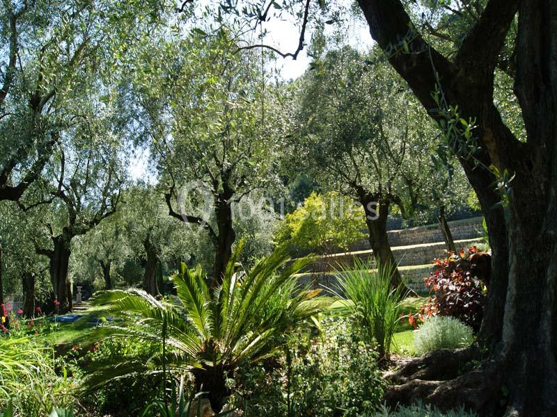 Bosquet d'oliviers entouré de végétation luxuriante sous une lumière naturelle.