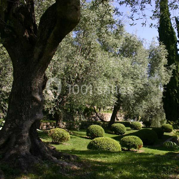 Jardin méditerranéen avec oliviers, arbustes taillés en boules et pelouse sous un ciel dégagé.