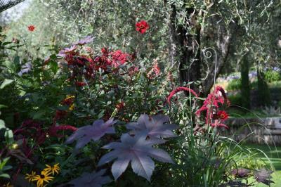 Massif de fleurs rouges et violettes entouré d'arbres et de verdure dans un jardin ensoleillé.