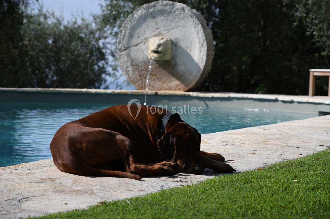 Chien brun allongé près d'une piscine, avec une fontaine en pierre en arrière-plan et de la végétation autour.