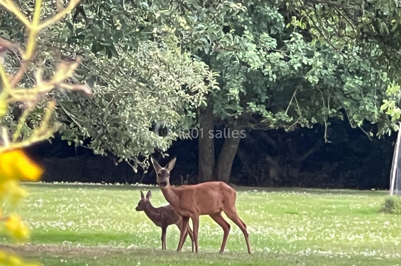 Deux chevreuils, un adulte et un faon, se tiennent sur une pelouse entourée d'arbres dans un cadre naturel.