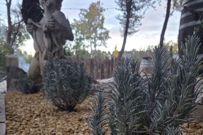 Table de pique-nique en bois sur un sol de gravier, entourée d'arbres dans un cadre naturel.