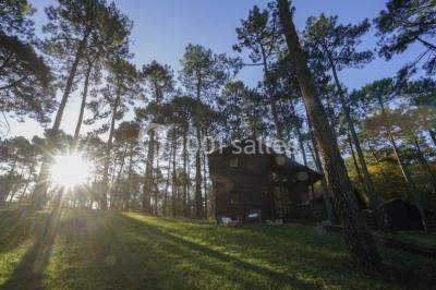 Cabane en bois sombre entourée de grands pins dans une forêt, avec lumière du soleil filtrant à travers les arbres.