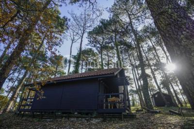 Cabane en bois sombre entourée de grands pins dans une forêt, avec lumière du soleil filtrant à travers les arbres.