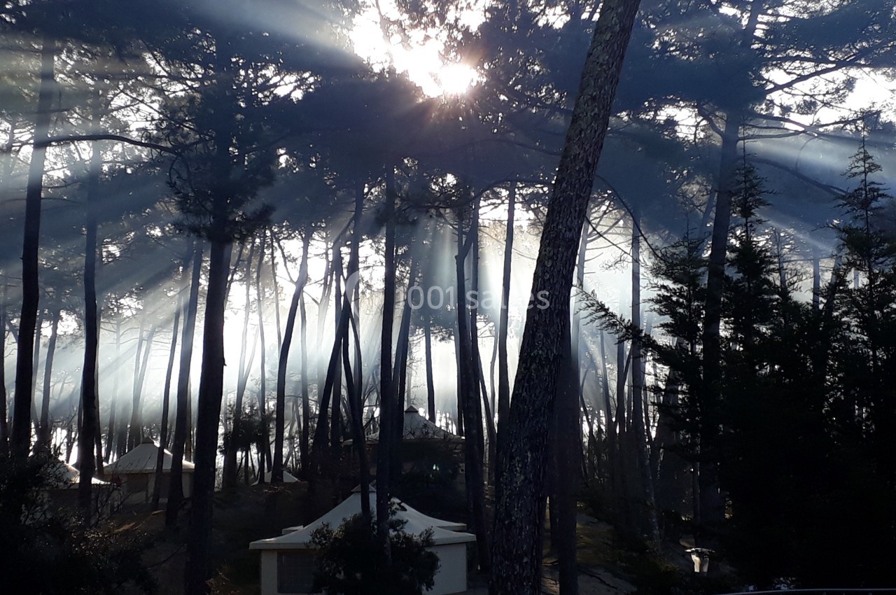 Rayons de soleil traversant une forêt de pins, illuminant des cabanes en contrebas dans une ambiance brumeuse.