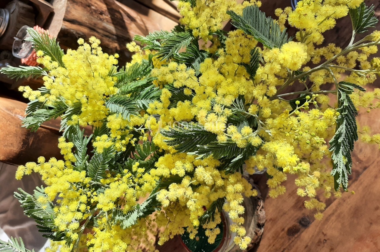 Branche de mimosa en fleurs jaunes posée sur une table en bois, éclairée par la lumière naturelle.