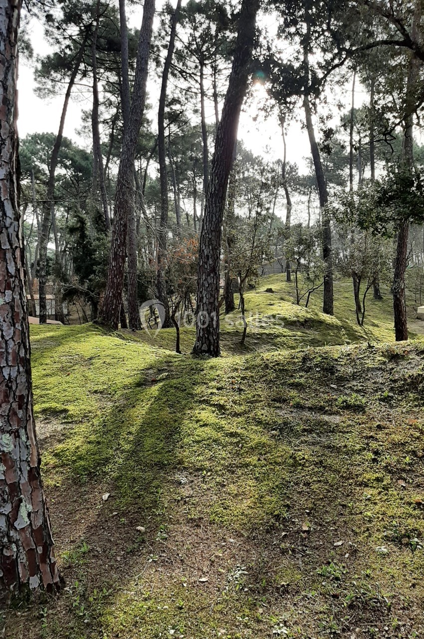 Forêt de pins éclairée par le soleil, avec un sol couvert de mousse et des ombres longues des arbres.