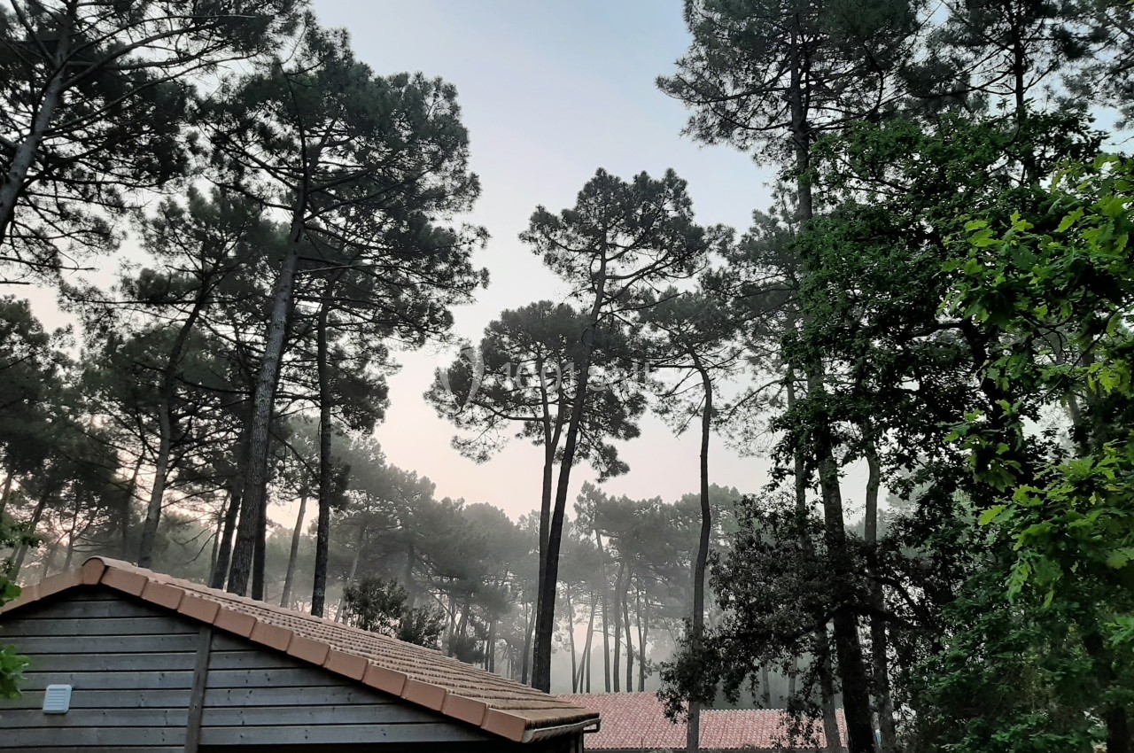 Forêt de pins sous un ciel clair au lever du jour, avec un toit en tuiles et une cabane en bois au premier plan.