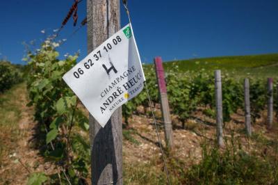Chambre lumineuse avec deux lits, parquet au sol, murs clairs et fenêtres donnant sur un jardin verdoyant.