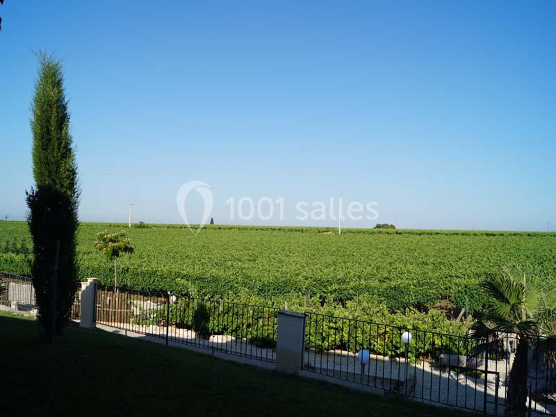 Vue d'un vaste champ de vignes sous un ciel bleu, bordé par une clôture et quelques arbres.
