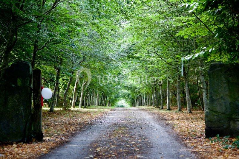Allée forestière bordée d'arbres feuillus avec un chemin de terre et des pierres à l'entrée.