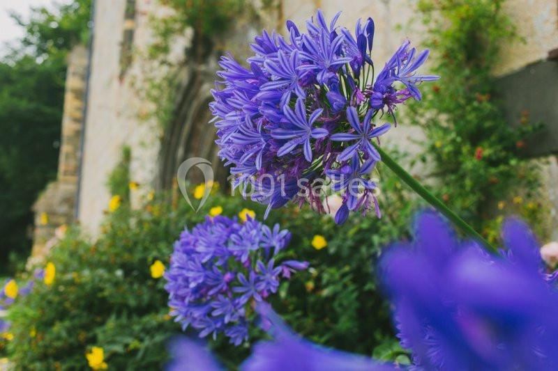 Fleurs d'agapanthes violettes en gros plan devant un mur en pierre et des arbustes fleuris.