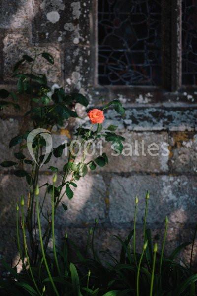 Une rose orange épanouie sur un rosier devant un mur en pierre avec une fenêtre en vitrail en arrière-plan.