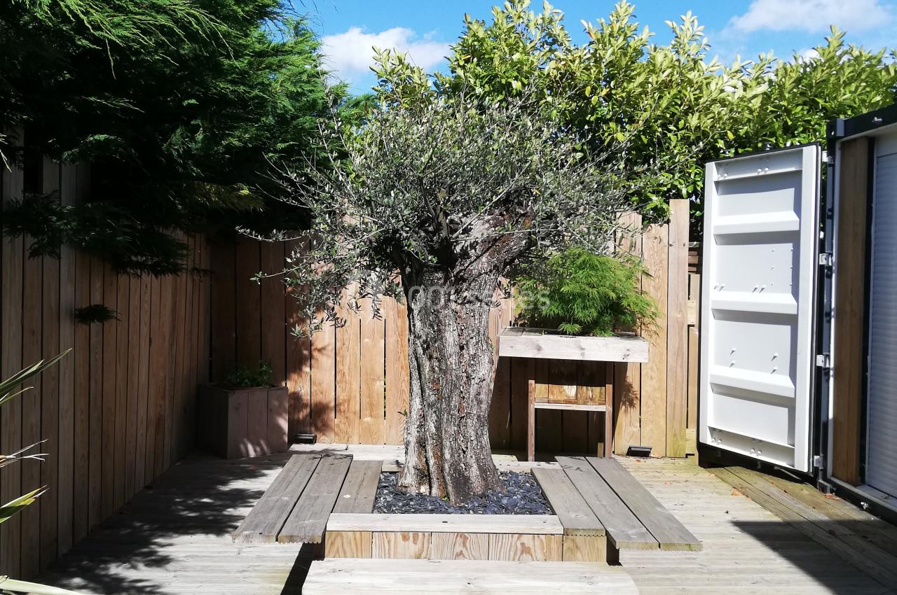 Cour en bois avec un olivier central entouré de bancs, clôturée par des palissades et bordée de végétation.