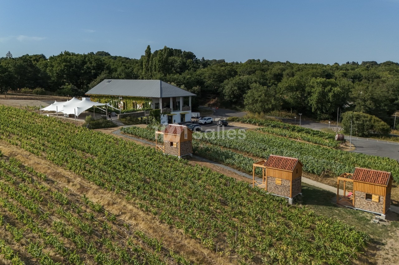 Réception Vignoble Marchais - galerie - photo 5