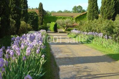 Arbre feuillu dans un jardin ensoleillé avec une structure de jeu pour enfants incluant un toboggan.