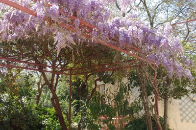 Arbre feuillu dans un jardin ensoleillé avec une structure de jeu pour enfants incluant un toboggan.