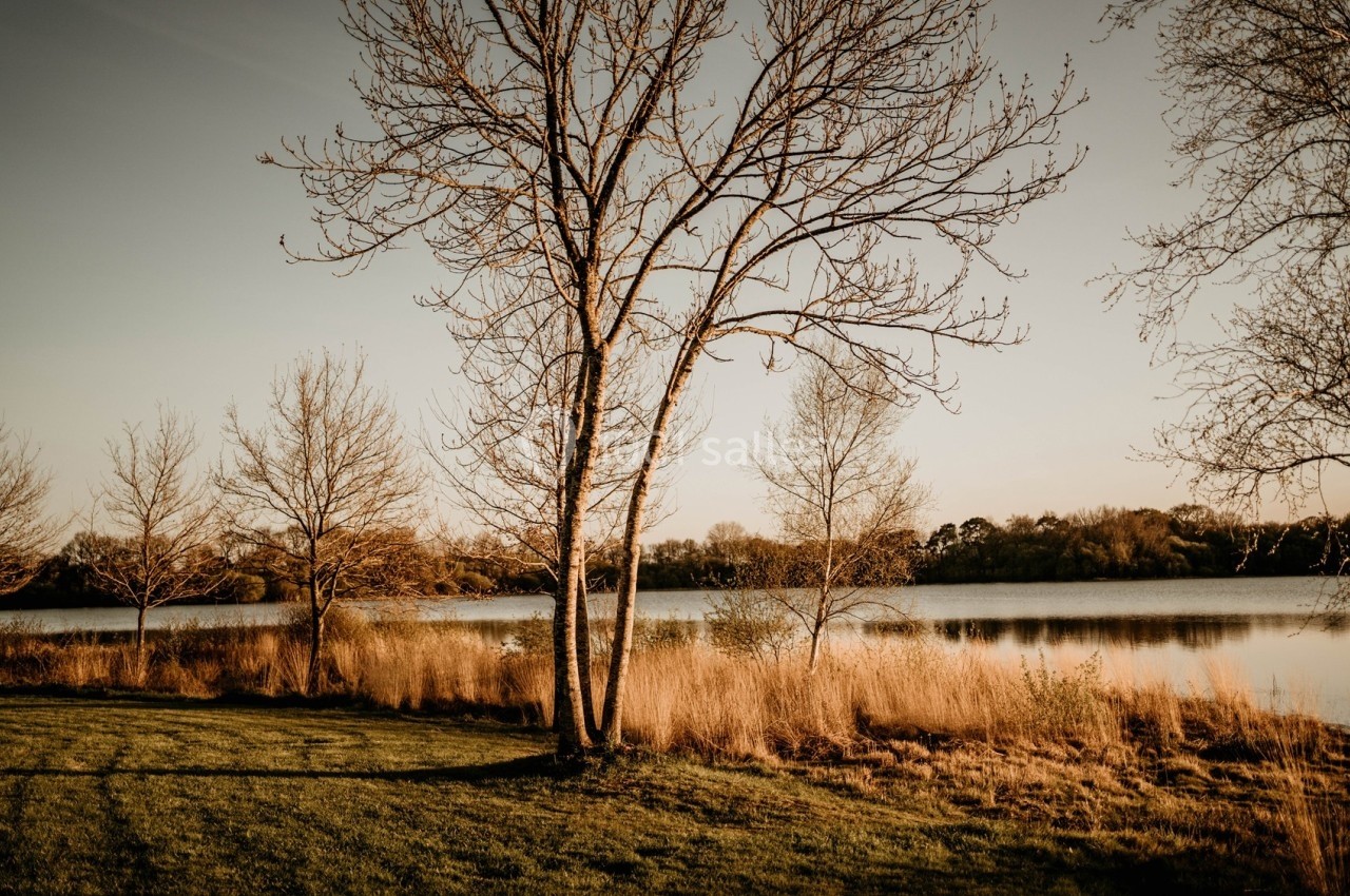 Paysage naturel avec des arbres dénudés au bord d'un lac, éclairé par une lumière douce en fin de journée.