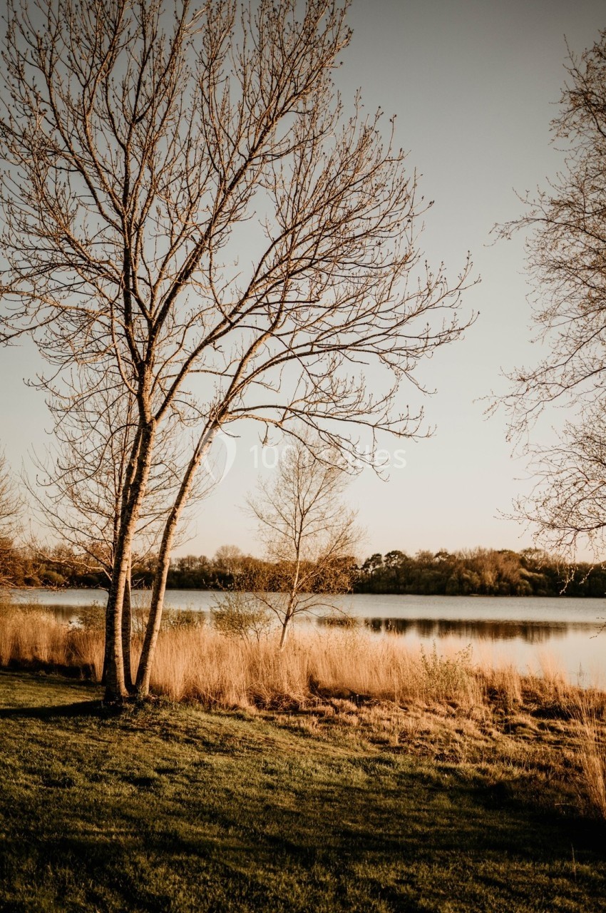 Paysage avec des arbres dénudés au bord d'un lac calme, entouré d'herbes et baigné par une lumière douce.