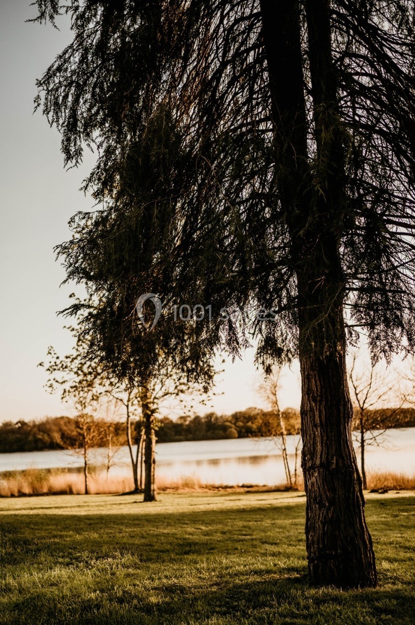 Arbre au premier plan dans un paysage naturel avec un lac et des arbres en arrière-plan sous une lumière douce.