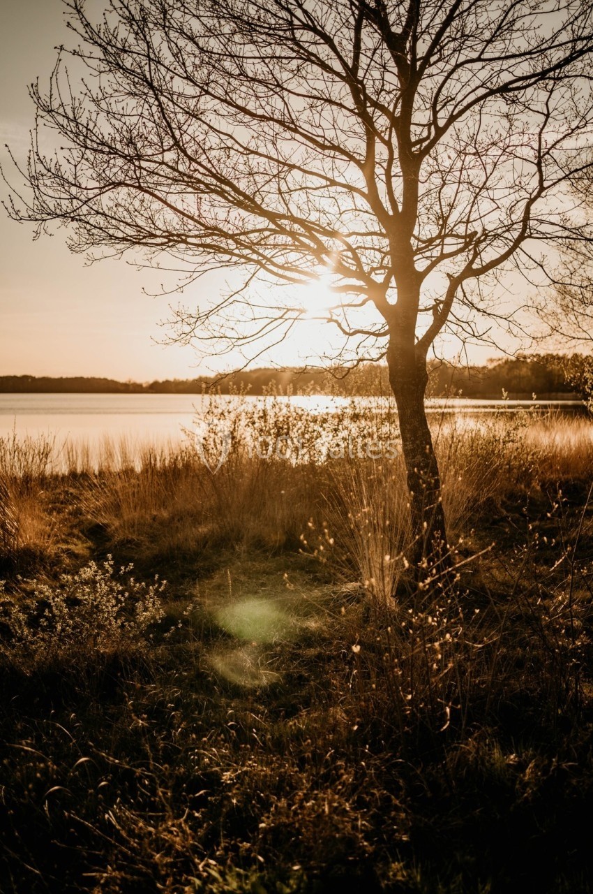 Arbre dénudé au bord d'un lac au coucher du soleil, entouré d'herbes sauvages et d'une lumière dorée.