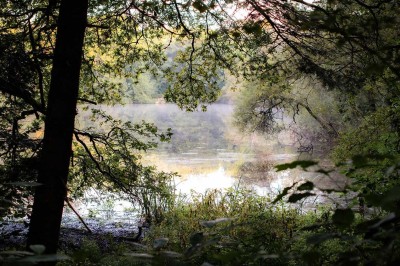 Vue d'un étang entouré d'arbres et de végétation dense, reflétant la lumière douce du matin.