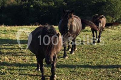Chambre lumineuse avec poutres apparentes, lit double, commode en bois et fenêtres donnant sur l'extérieur.