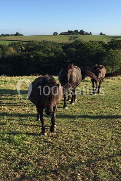 Trois chevaux noirs broutent dans un pré verdoyant sous un ciel dégagé, avec des arbres en arrière-plan.
