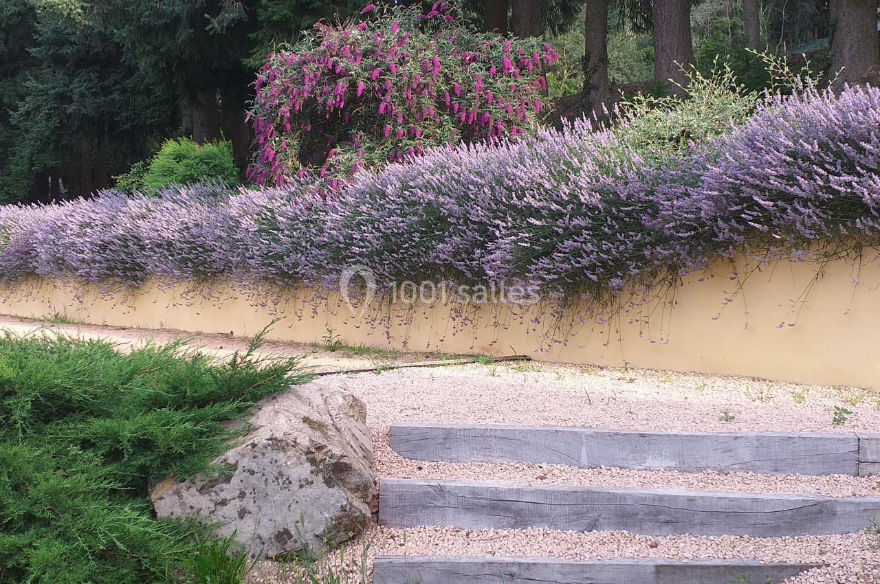 Massif de lavandes en fleurs longeant un muret jaune, avec des escaliers en bois et un jardin verdoyant en arrière-plan.