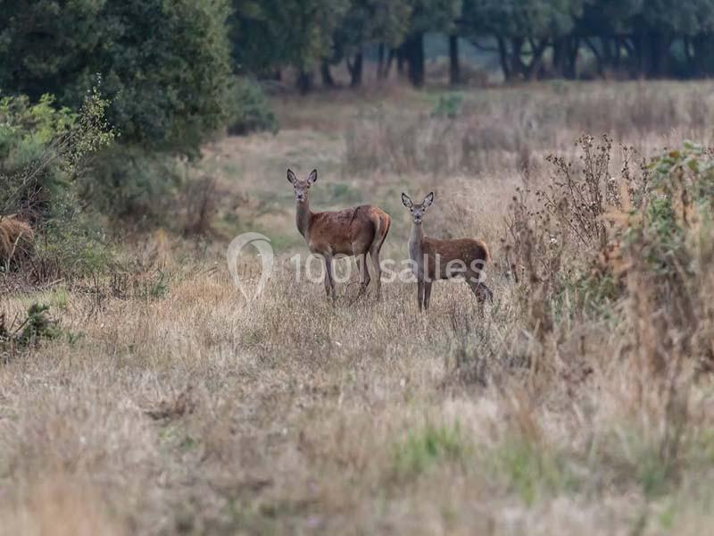 Location salle Tuffalun (Maine-et-Loire) - Château de Lochereaux #6