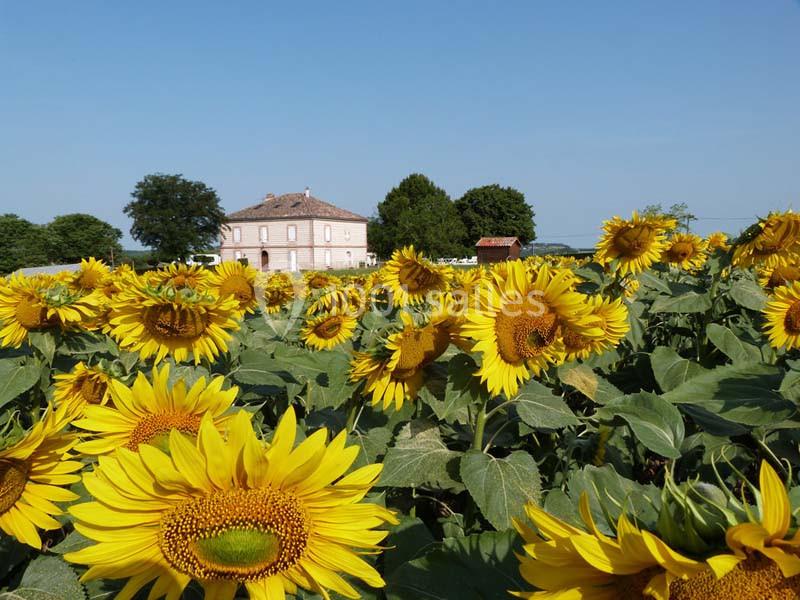Champ de tournesols en pleine floraison avec une maison en pierre et des arbres en arrière-plan sous un ciel dégagé.