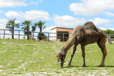 Bassin artificiel entouré de palmiers et de rochers, avec un paysage verdoyant en arrière-plan.